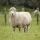 Lamb