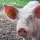 Pork